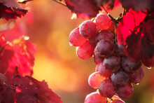 Bunch Of Red Grapes And Red Leaves And Drops After Rain In Sunlight In The Vineyard. Autumn Season.

