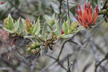 Wall Mural - closeup of a branch of dicliptera. selected focus.