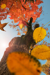 Autumn scene, the falling yellow leaves of a tree, selective focus