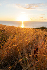 Poster - Breathtaking view of a wheat field and a sea in the background during the sunset