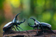 Siamese rhinoceros beetle, Fighting beetle