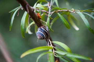 snail shell on a branch with green leaves. macro nature. snail crawling on a branch of wild sea buckthorn. sea buckthorn bush and snail on it. blurred background, close-up