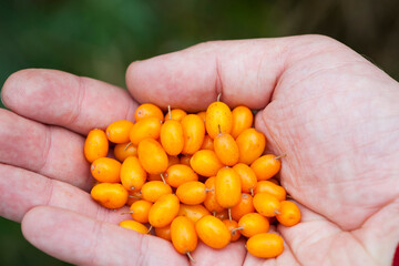 Wall Mural - Hippophae. Hand holding ripe sea-buckthorn berries. orange colored berries in hand. vitamin C, useful sea buckthorn in medicine and cosmetology. close-up