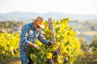 © romul014 - An older man harvesting grapes in his vineyard.He enjoys the taste of ripe fruit.