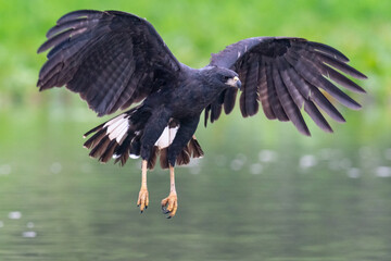 Wall Mural - The Great black hawk (Buteogallus urubitinga)