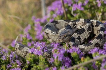 Canvas Print - A European Cat Snake, or Soosan Snake, Telescopus fallax, curled up on Mediterranean Thyme in Malta.