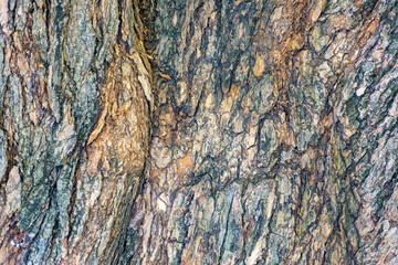 Poster - Closeup shot of an old textured tree