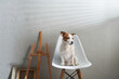 the dog sits on a chair against the background of a textured wall. Jack Russell Terrier in creative workshop