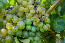Fresh And Shrivelled Grapes On A Vine Plant