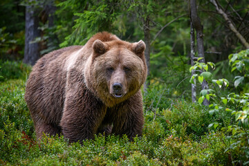 wild brown bear in the summer forest. animal in natural habitat. wildlife scene