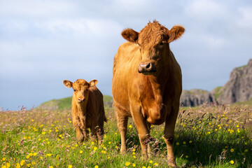 two icelandic cows. mother and calf standing in a field at the coast.