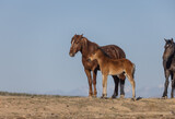 Fototapeta Konie - Herd of Wild Horses in the Utah Desert