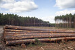 Pozyskiwanie drewna sosnowego przez wycinkę lasu gospodarczego