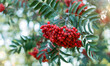 Branch with bunches of rowan berries close-up. Autumn background