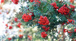 Branch with bunches of rowan berries close-up. Autumn background