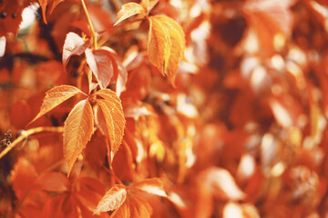 Wall Mural - Fall banner. Beautiful autumn yellow and golden red foliage in golden sun. Wild grapes vine leaves natural background landscape. copy space, selective focus. Full frame