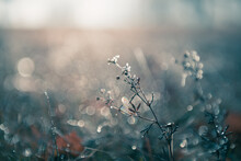 Frosted Plants In Winter Forest At Sunrise. Beautiful Winter Nature Background. Macro Image, Shallow Depth Of Field.