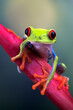 Red-eyed tree frog sitting on a flower