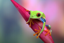 Red-eyed Tree Frog Sitting On A Flower