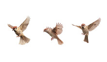 Set Of A Group Of Birds Sparrows Spreading Their Wings And Feathers Flying On A White Isolated Background