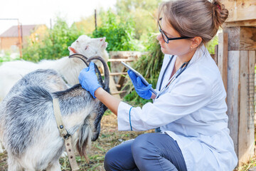 Wall Mural - Young veterinarian woman with tablet computer examining goat on ranch background. Vet doctor check up goat in natural eco farm. Animal care and ecological livestock farming concept.