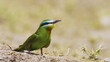 Blue winged bee eater