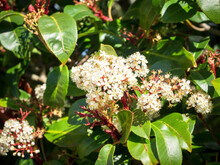 Red Tip Photinia (Photinia X Fraseri) Tree With Flowers And Leaves
