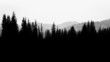 © RooM The Agency - Silhouette of a pine tree forest and mountain landscape, USA