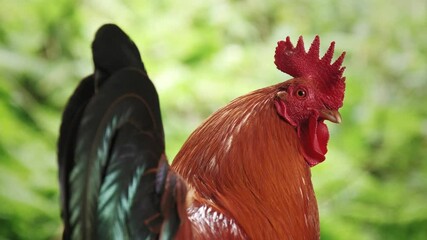 Poster - A Rooster in the wild forest in Ilha de Sao Miguel, Azores, Portugal