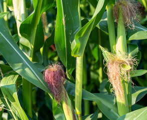 Wall Mural - Close-up shot of corns on the cob growing on a maize farm