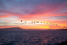 Flock Of Birds Flying Over Ocean At Sunset, USA