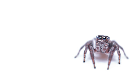 Sticker - jumping spider Salticidae with expressive beautiful eyes of blue color isolated on white background, copy space, selective focus