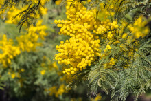 Closeup Of Yellow Acacia Tree Flowers In Bloom With Blurred Background And Copy Space