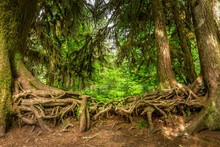 Intertwined Roots Of Twol Old Trees In The Hoh Rainforest