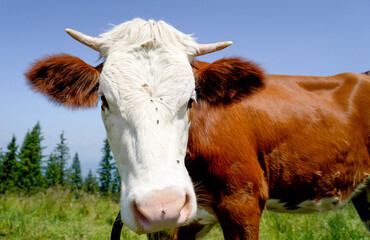 Poster - Closeup of a brown and white cow in the farm