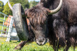 Portrait of a domesticated yak playing with a tire