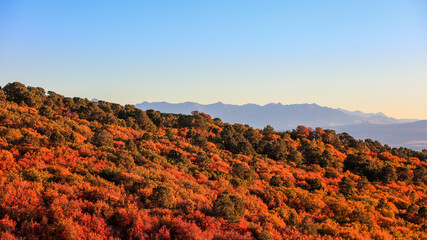 Canvas Print - Fall foliage at Black Canyon of Gunnison