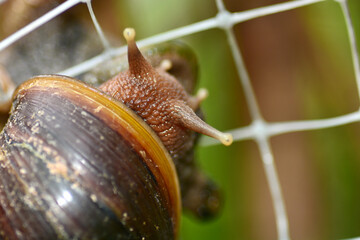 snail on a leaf