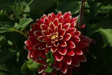 Canvas Print - Blooming red Dahlia flower in the garden