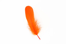 Orange Feather On White Background