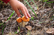 A small child's pen touches the orange caps of young boletus mushrooms