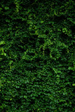 Fototapeta Zachód słońca - Green leaf wall background.