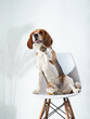 the dog is sitting on a chair. Beagle at indoor on a white wall background