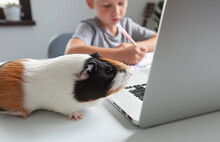 Young Pupil Making His Homework With His Friend Guinea Pig  At The Desk In Home