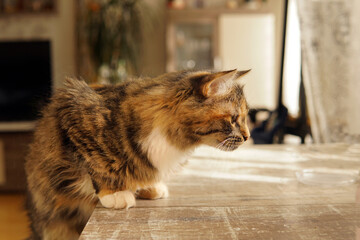 Wall Mural - the cat climbed on the table with its front paws. food hunting