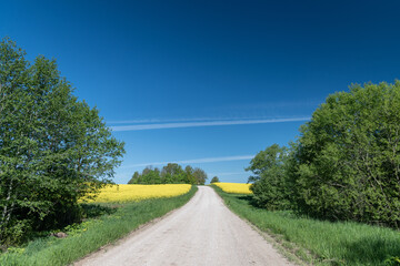 Wall Mural - Countryside gravel road in canola field.