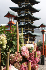 Wall Mural - Pink flowers of hydrangea paniculata in Japanese garden. Little Japan in Moscow city. Hydrangeas blooming. Blossom in autumn garden. Hydrangea paniculata bloom. Flowers blossoming. Pink hydrangeas