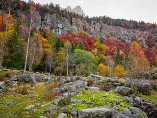 Forest, Autumn, Beech tree, Val Masino, Rhaetian Alps, European Alps, fall,  Flora, Birch, Foliage, Italy, Maple tree, Mountain, Orange, Park, Peak, Red,  White, acacia, background, beauty, botany, br