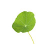 Green leaf of nasturtium plant on white background, isolate