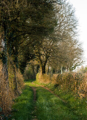 Canvas Print - Chemin bucolique à Villereversure, Ain, France